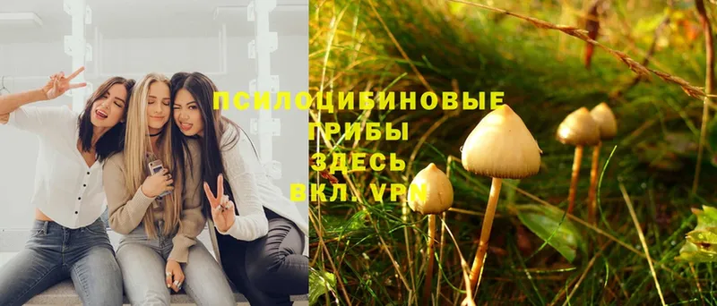 Галлюциногенные грибы Psilocybine cubensis  Михайловск 